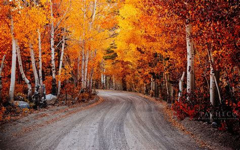 Autumn Fall Landscape Nature Tree Forest Leaf Leaves Road