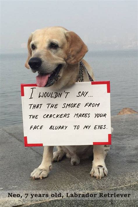 These 11 Dogs Have A Very Special Diwali Message For Everyone But Will