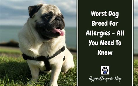 Worst Dog Breeds For Allergies All You Need To Know