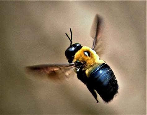 Do you see large black and yellow bees hovering and the biggest problem with this is that the wood must be painted on all surfaces before installing it on the home. Carpenter bees: Fear not stings; bore holes are the ...