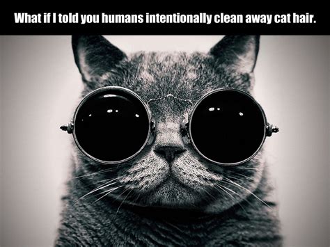 Cat Meme Quote Funny Humor Grumpy Wallpapers Hd Desktop And