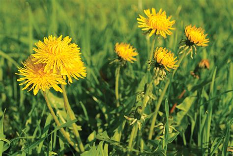 Five Common Lawn Weeds And How To Control Them Bioweed