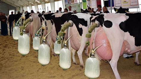 Latest Modern Dairy Farming Process Milk Harvest Million Dollars