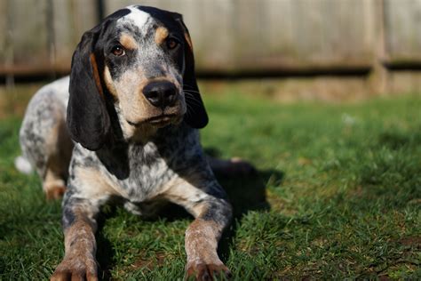 Bluetick Coonhound Full Profile History And Care