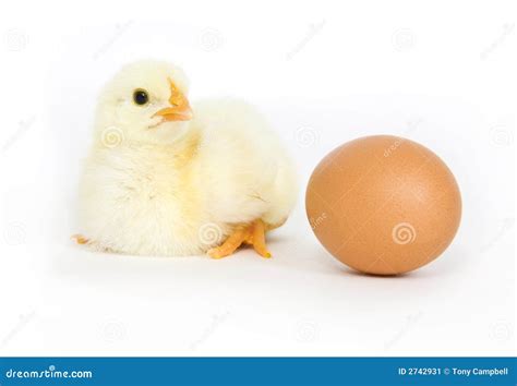 Baby Chick And Brown Egg Stock Image Image 2742931