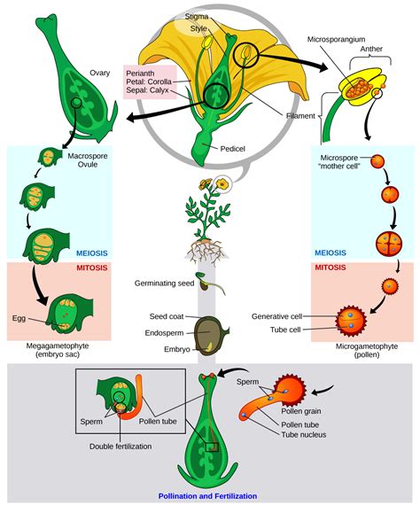 Seed Plants Angiosperms · Concepts Of Biology