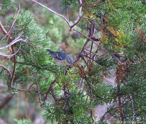 Record Cerulean Warbler Found In Humboldt Audubon California