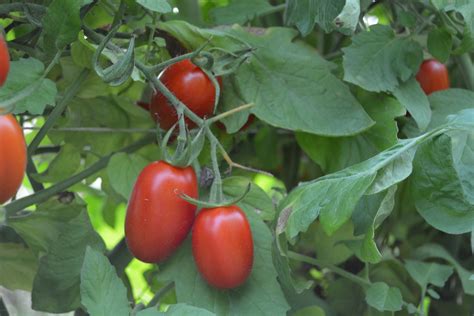 Juliet Tomato is Summertime Favorite - Delvin Farms