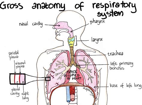 Anatomy Respiratory System Diagram