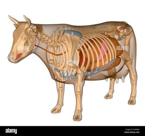Anatomy Of The Cow Digestion Digestive Stock Photo Royalty Free Image