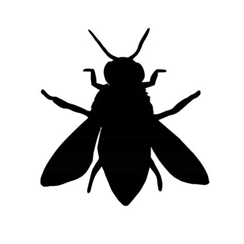 Silhouette Of A Honey Bee Art Illustrations Royalty Free Vector