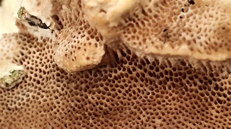 Fungus Pores Stock Video Clip K0032286 Science Photo Library