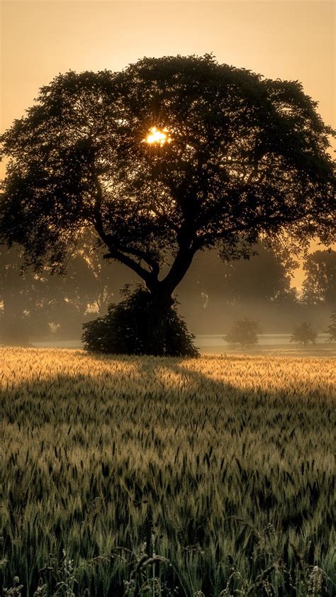 Solitary Tree At Sunset Wallpaper Backiee
