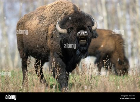American Bison Bull Cow Plains Buffalo Bison Bison Bison Stock