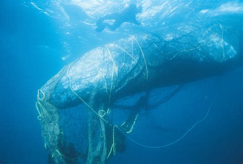 How Ghost Nets Are Killing Thousands Of Whales And Other Creatures We