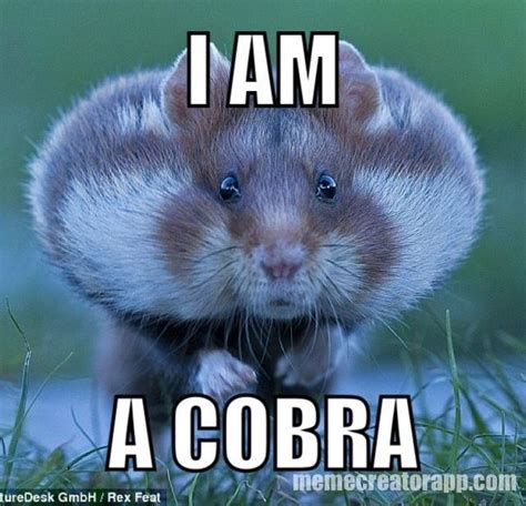 Funny Hamster Memes The Best Hamster Memes Online Animal Humour