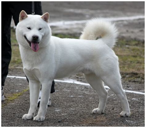 Hokkaido Dog Pictures Rescue Puppies Breeders