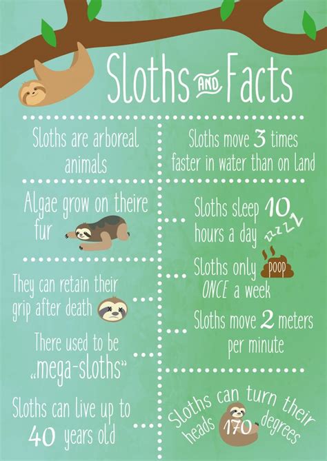 Check Out This Behance Project Sloths And Facts Infographic School
