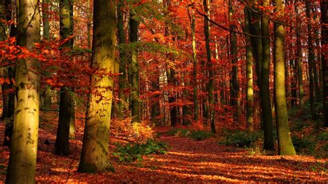 4k Fall Wallpapers Top Free 4k Fall Backgrounds Wallpaperaccess