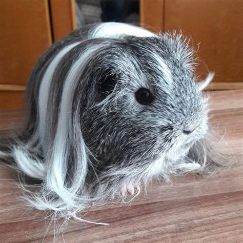 Silkies and peruvians require a lot of grooming. 10+ Guinea Pigs With The Most Majestic Hair Ever | Bored Panda