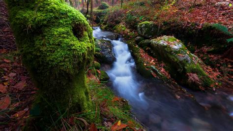 Cascade Forest Mossy Stream Autumn Stones Leaf For Phone