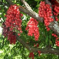 As a contribution to future generations, thay have planted all types of fruit trees. Tropical Fruit Farm Teluk Bahang, Penang - Malaysia ...