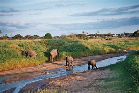 Tarangire National Park Tanzania Tours And Safaris
