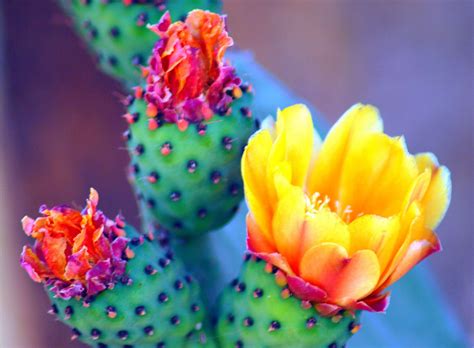 Collected Images — Sonoran Desert Cactus Flower By I Luv Cameras