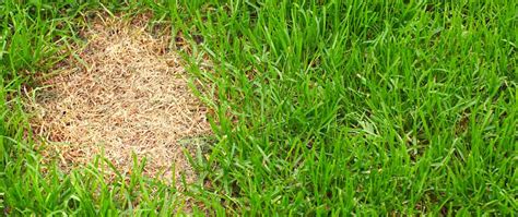 That means three or four weeks of good growing weather those are best for areas that see a lot of foot traffic, like sports fields. Do I need to remove dead grass before seeding? - A Good Garden