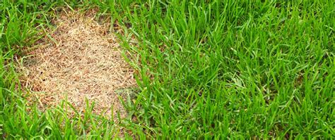So if you just have a light thatch covering, then power raking is the more ideal alternative. Do I need to remove dead grass before seeding? - A Good Garden