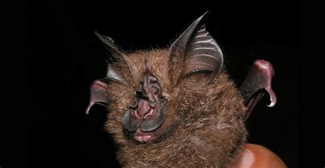 New Bat Species Found In Museum Collection Natural History Museum