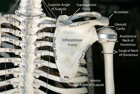 The scapula is all one bone, but for artists, it has two distinct sections. Scapula