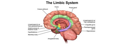 Our Three Brains The Emotional Brain Limbic System Brain Structure