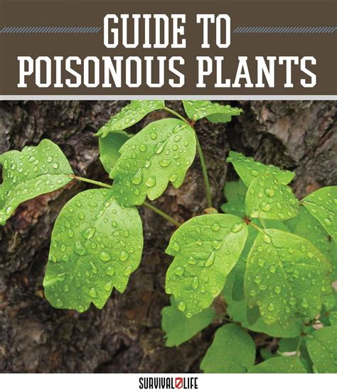 Wilderness Survival Skills A Guide To Identifying Poisonous Plants