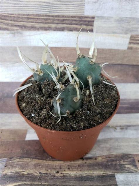 How often you water your cactus is vital to making sure it's not only surviving but also thriving. Check out this item in my Etsy shop https://www.etsy.com ...