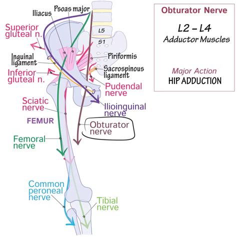 Obturator Nerve Origin Course Branches And Applied Anatomy