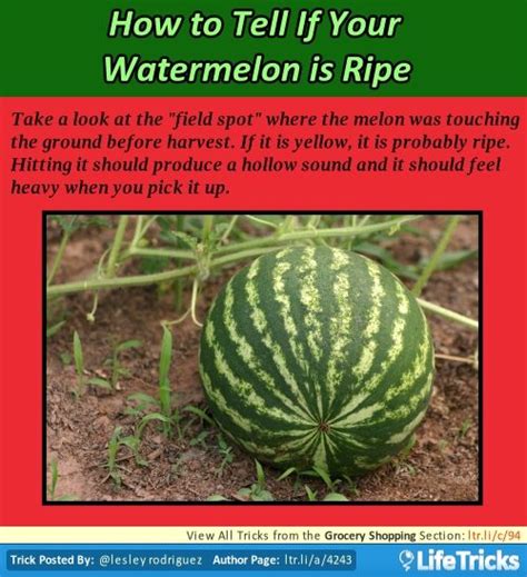 It might not be perfectly scientific, but if you want to learn how to pick a good watermelon every time, there are a few ways ways to tell if a watermelon is ripe, starting with the melon's shape. 17 beste afbeeldingen over Fruit- Hacks, Tricks, and Tips ...