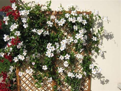 Questa pianta sempreverde da esterno ha foglie ovali o lanceolate di un verde pistacchio acceso e fiori dai diversi. Sundaville pianta - Rampicanti - Sundaville caratteristiche