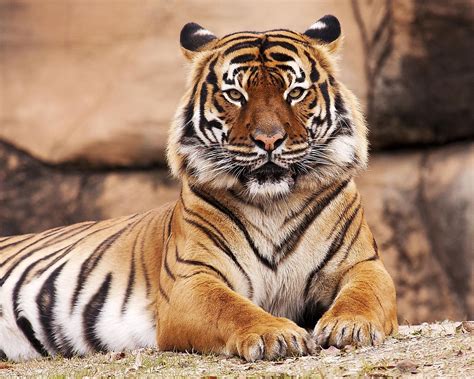 What Are The Different Types Of Tigers Living Today Worldatlas
