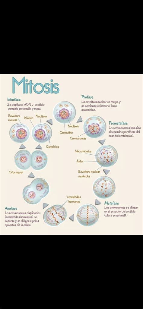 Pmat Mitosis Stages Mitosis Ipmatc I Interphase P Prophase M