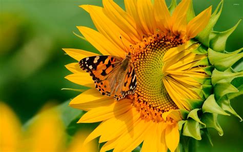 Butterfly On The Sunflower Wallpaper Animal Wallpapers 54277
