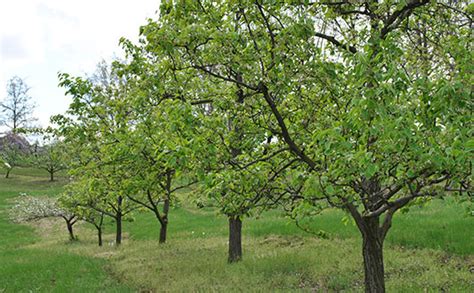 Fruit Trees Home Gardening Apple Cherry Pear Plum Fruit Bearing