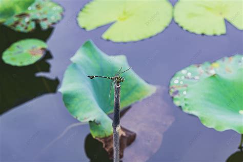 A Dragonfly Resting Outdoors In A Lotus Pond During The Day Background