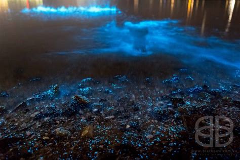 Bioluminescence Sea Sparkles Light Tassie Waters Australian Geographic
