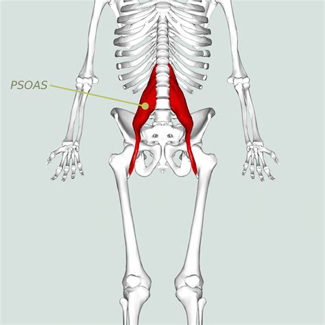 The Psoas Muscle The Hidden Prankster Kate Munden Narcissistic