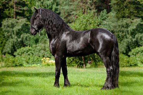 Friesian Horse Facts: A Deep Dive Into The World Of Friesian Horses