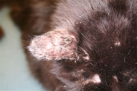 Ringworm In Cats Serious But Treatable Animal Dermatology Referral