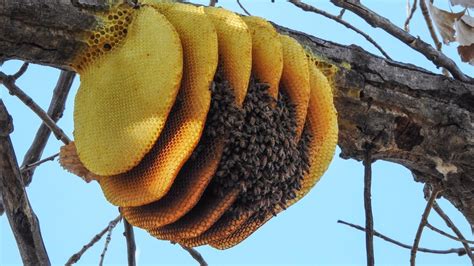 Honey Bees Create Nest On Branch News Com
