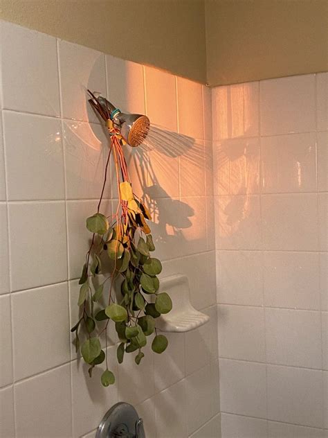 Aesthetic Tile Shower Eucalyptus Inspo In 2021 Plants Shower Shower