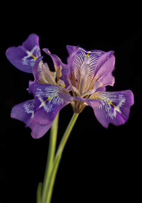 (noun) an example of a j. flower.jpg - Pentax User Photo Gallery